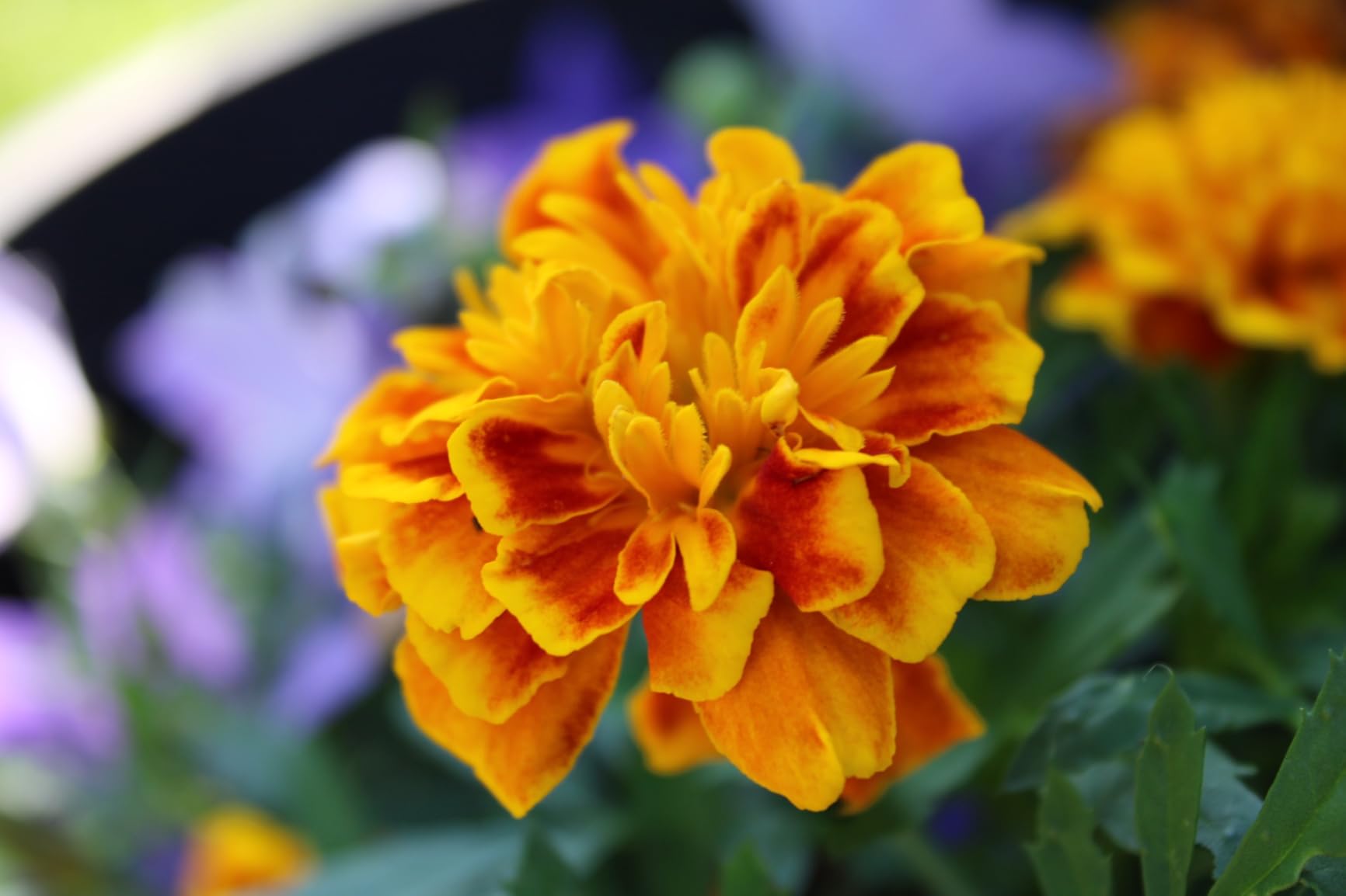 Canon EOS Rebel T7 DSLR Camera EF-S 18-55mm f/3.5-5.6 is II Lens Kit, 24.1 Megapixel CMOS (APS-C) Sensor, Full HD Videos, Built-in Wi-Fi customer photo 1