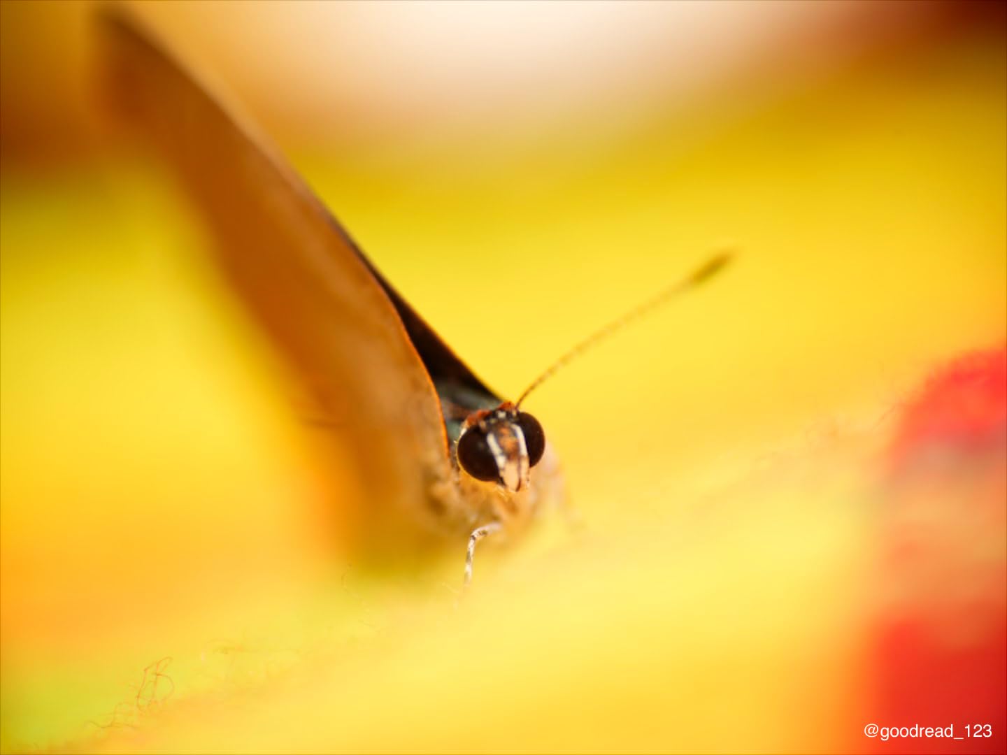 Laowa 100mm f/2.8 2X Ultra Macro APO Lens for Sony E-Mount - 2:1 Magnification, Full Frame customer photo 1