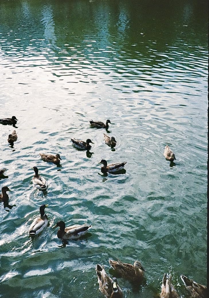 Pentax 17 35mm Film Camera That captures up to 72 Images per roll with a Vertical (Half Frame) Orientation, Perfect for Social Media. customer photo 1