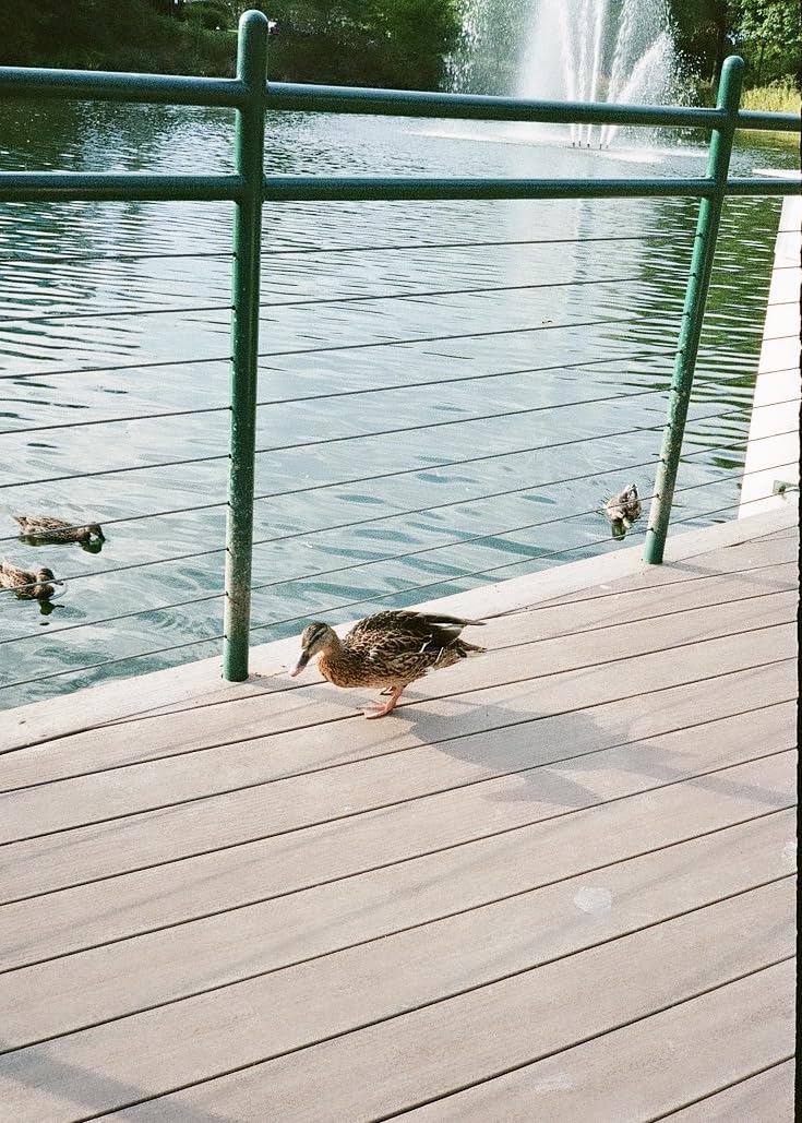 Pentax 17 35mm Film Camera That captures up to 72 Images per roll with a Vertical (Half Frame) Orientation, Perfect for Social Media. customer photo 2