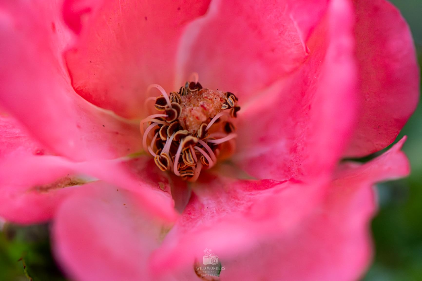 Nikon AF-S VR Micro-NIKKOR 105mm f/2.8G IF-ED Lens customer photo 2