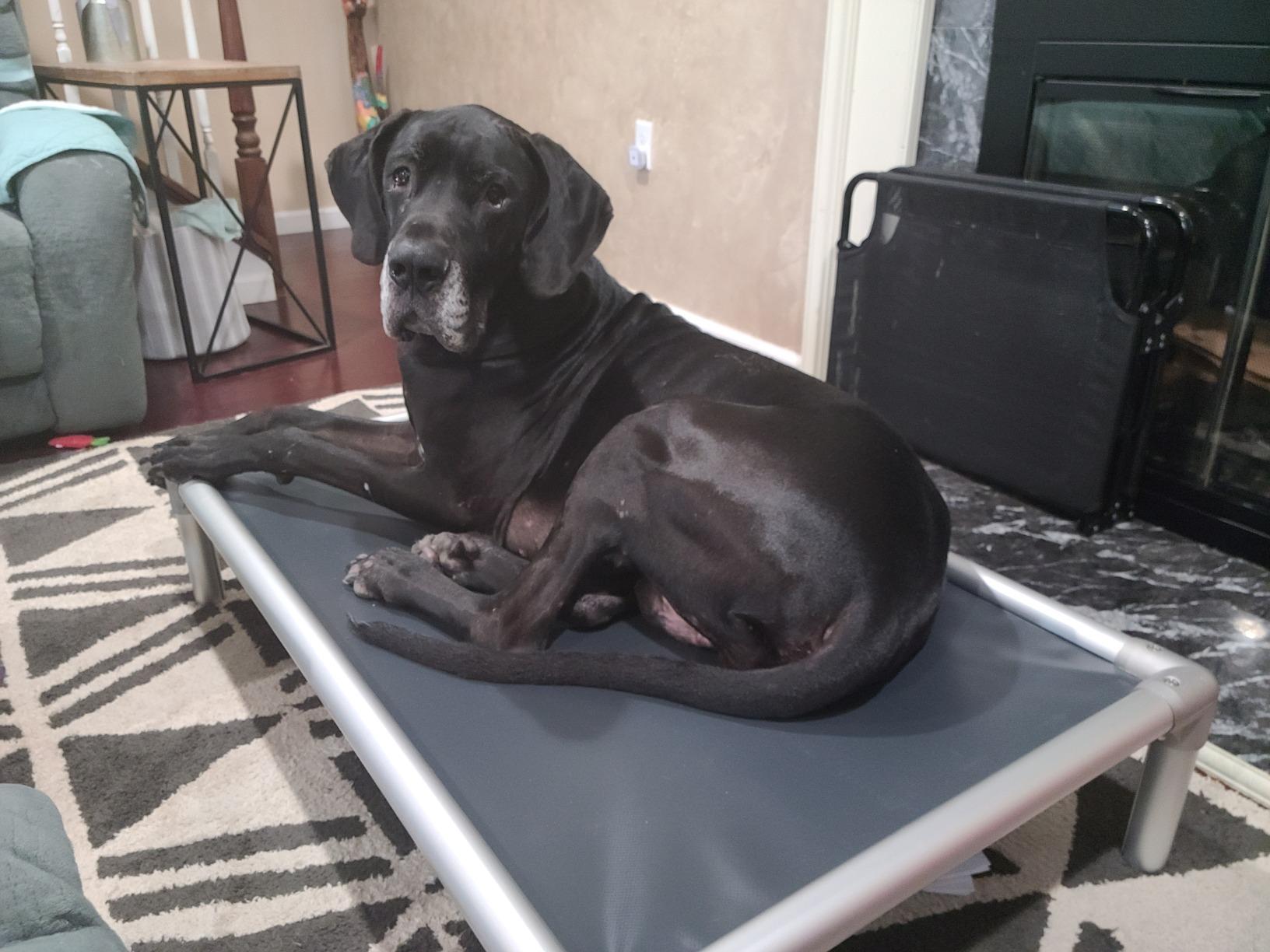 Kuranda Chewproof Elevated Dog Bed, Silver Aluminum, 44 x 27in, Heavy Duty Vinyl, Forest customer photo 1