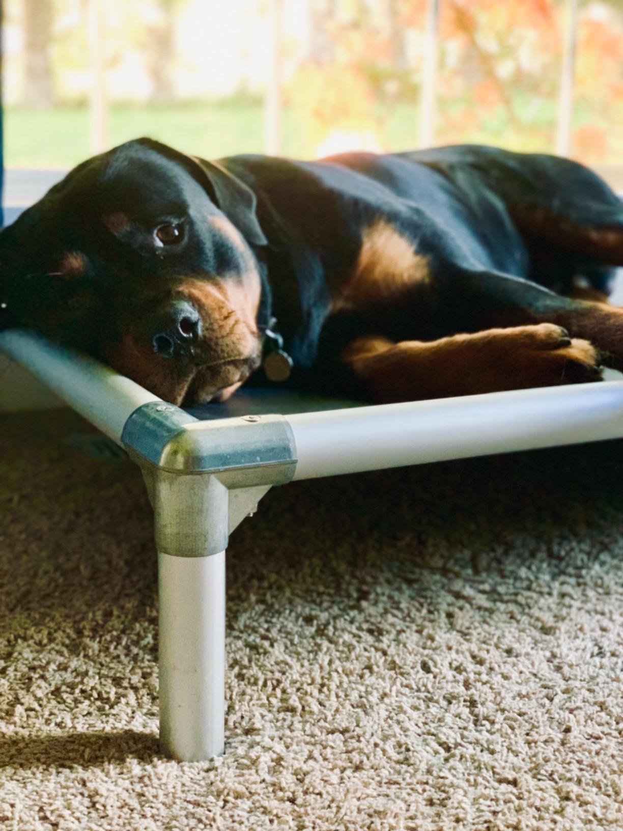 Kuranda Chewproof Elevated Dog Bed, Silver Aluminum, 44 x 27in, Heavy Duty Vinyl, Forest customer photo 2