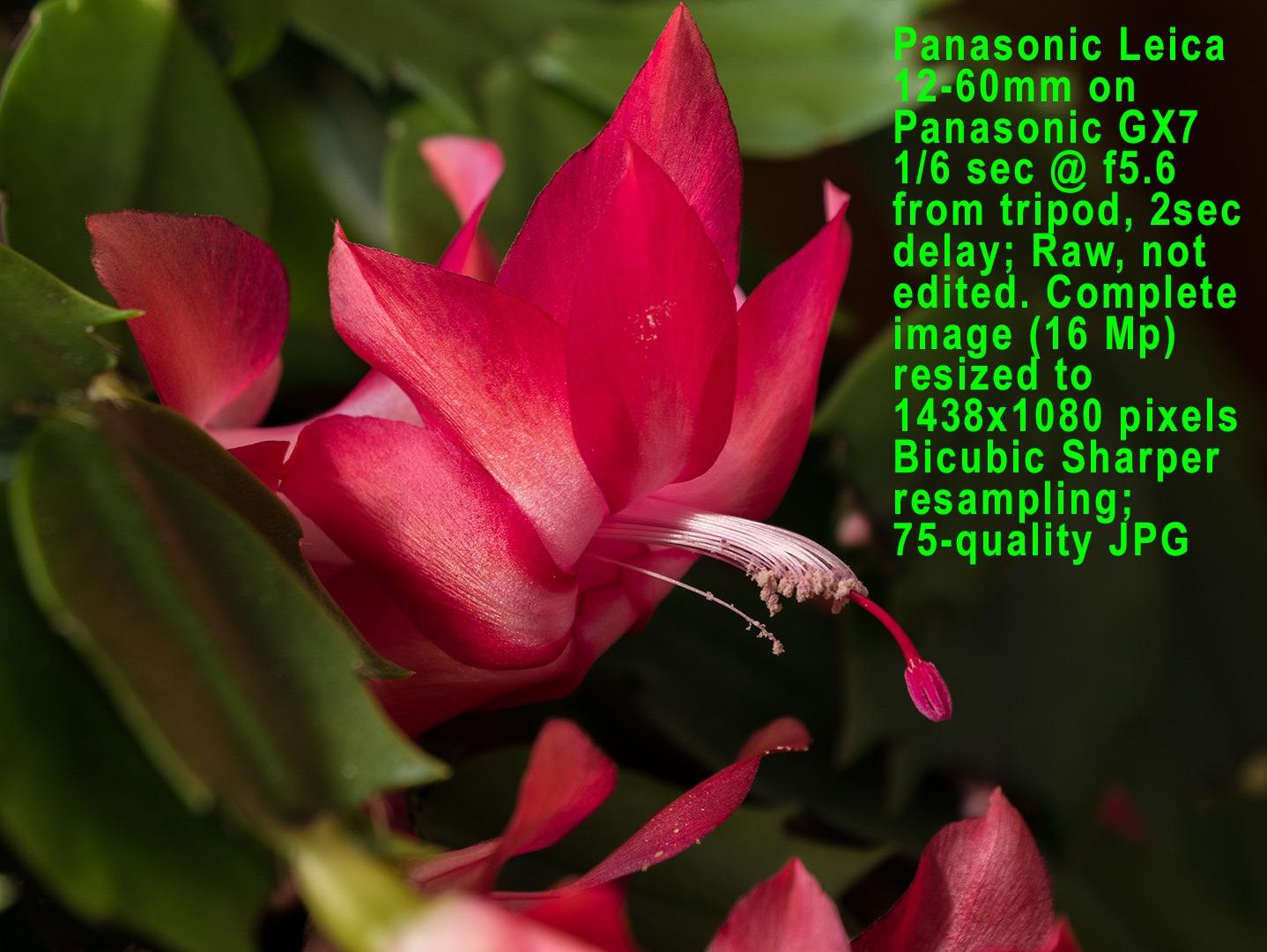 Panasonic LUMIX G Lens, 42.5mm, F1.7 ASPH., Mirrorless Micro Four Thirds, Power Optical I.S., H-HS043K (USA Black) customer photo 1