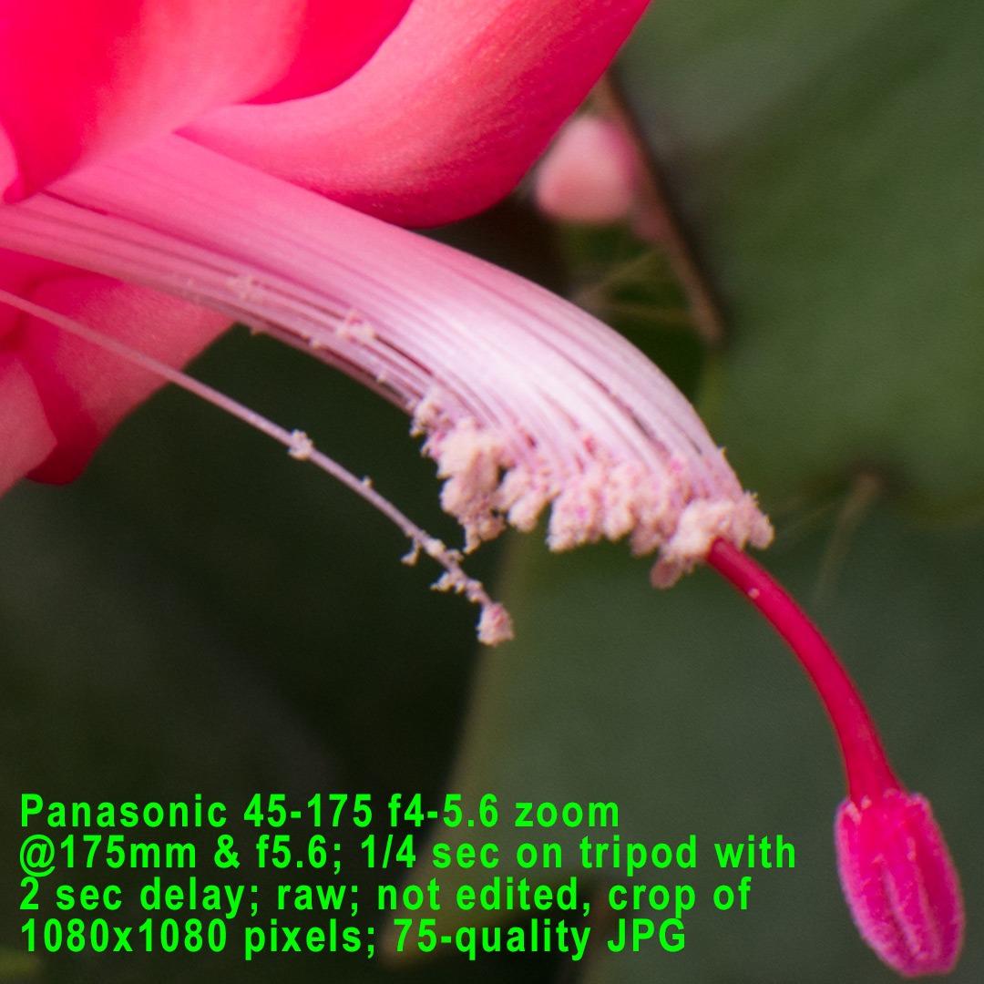 Panasonic LUMIX G Lens, 42.5mm, F1.7 ASPH., Mirrorless Micro Four Thirds, Power Optical I.S., H-HS043K (USA Black) customer photo 2