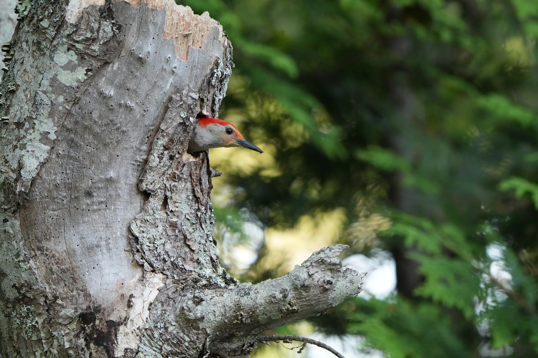 Sony FE 1.4x Teleconverter (SEL14TC) customer photo 1