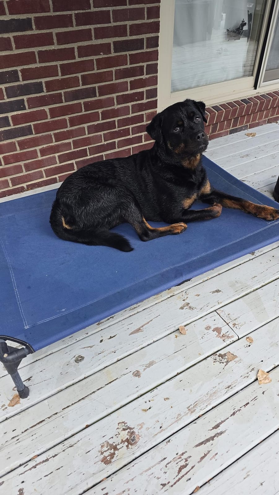 Veehoo Outdoor Elevated Dog Bed Large Sized Dogs, Cooling Raised Dog Cots | Off-ground training platform, portable camping hammock, breathable mesh, easy to clean, no-tool setup, 42