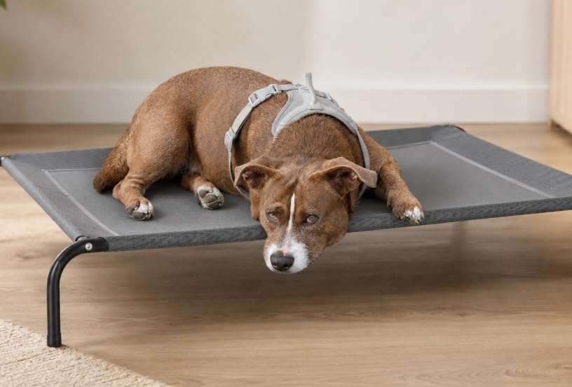 Bedsure Outdoor Elevated Cooling Dog Bed Large Sized Dog, 49in Grey | Portable Raised Camping Pet Cot Hammock, Breathable Teslin Mesh, Weather Resistant, For Large Pets Up to 85 lbs, Easy to Assemble customer photo 2