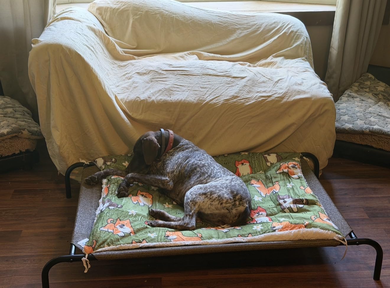 Coolaroo Original Elevated Dog Bed - Breathable Off-The-Ground Pet Bed with Cooling Fabric, Joint Relief & Moisture-Resistant Fabric, 100% Recyclable, Easy Clean, Aquatic Blue, Medium customer photo 2
