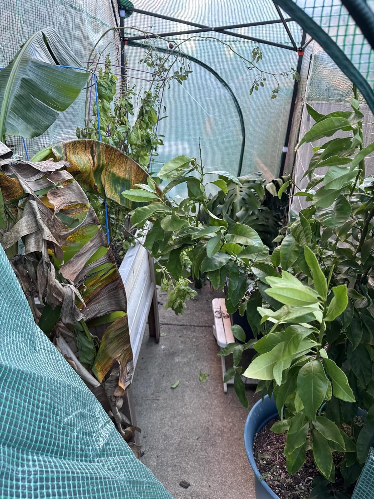 EAGLE PEAK 8x6 Easy Setup Pop Up Greenhouse, Clear/Green customer photo 1