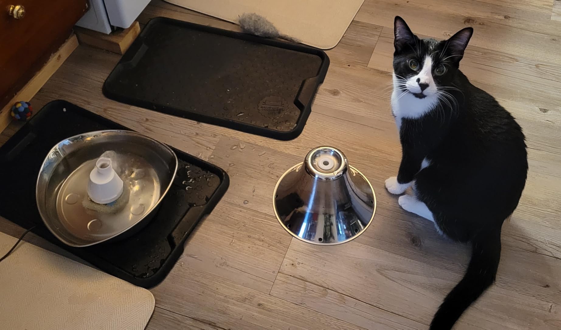 PetSafe Seaside Stainless Cat & Dog Fountain, 60 oz, 2 Filters & Pump customer photo 2