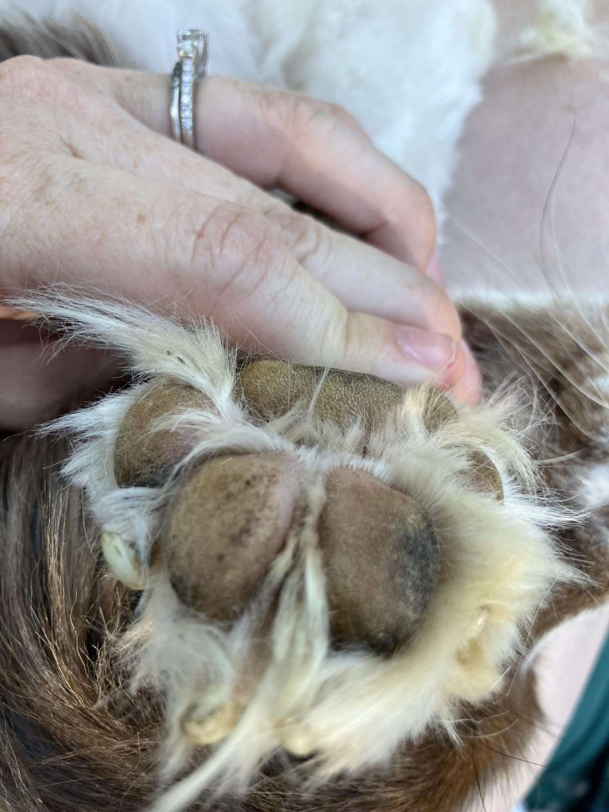 oneisall Dog Clippers and Paw Trimmer Kit for Small Large Dogs Cats customer photo 2