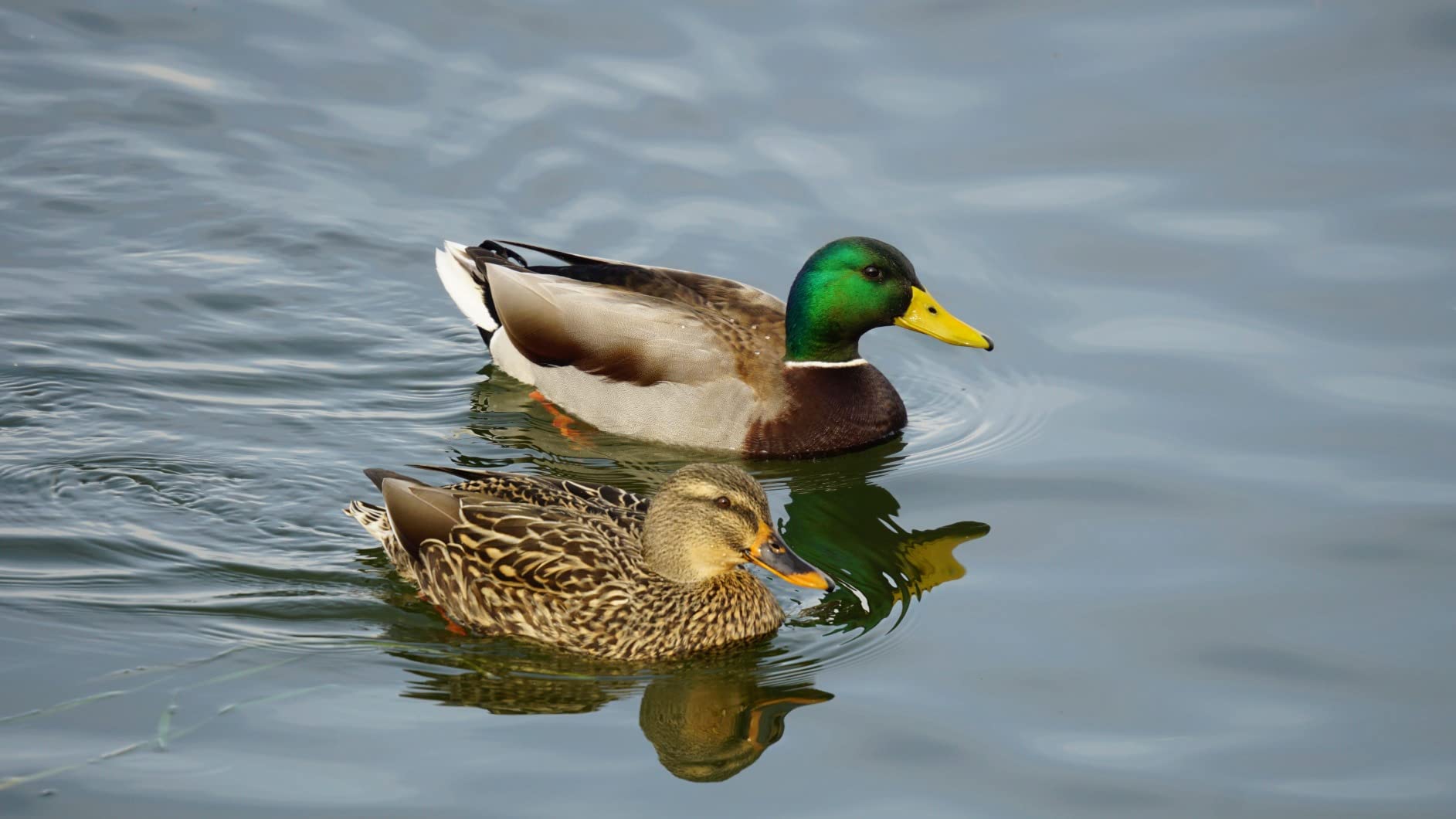 Sigma 150-600mm f/5-6.3 DG DN for Sony E - Beautiful Bokeh Throughout Zoom Range customer photo 2