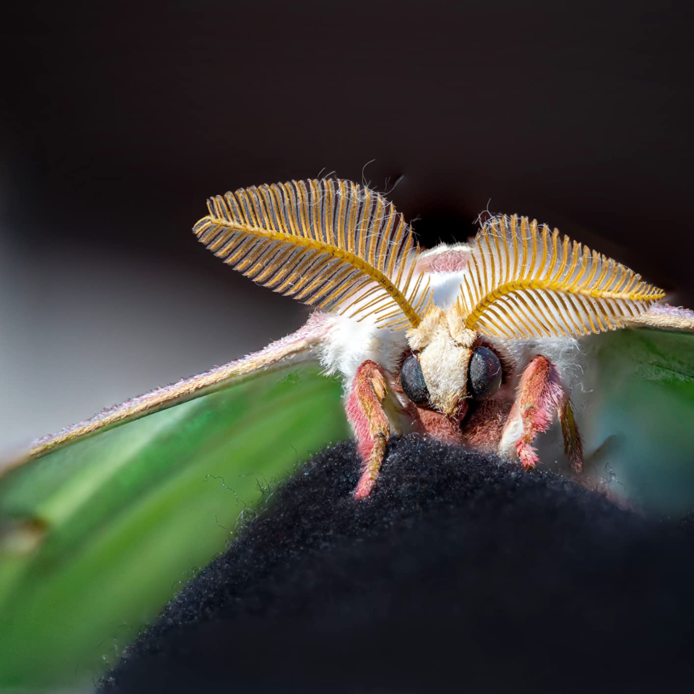 Venus Laowa 85mm f/5.6 Ultra Macro APO Lens for Canon RF customer photo 1