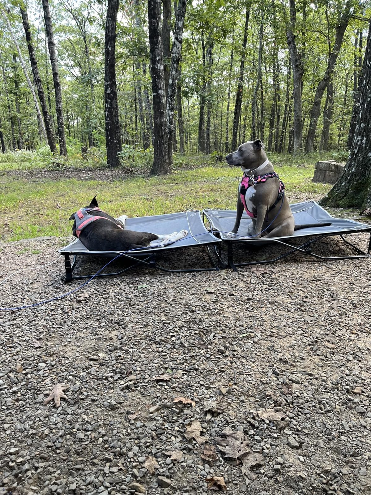 TIMBER RIDGE Outdoor Dog Bed, Cooling Elevated Pet Bed Portable Raised Dog Bed with Breathable Mesh, Dog Bed Foldable Dog Cot for Indoor & Outside, Grey customer photo 1