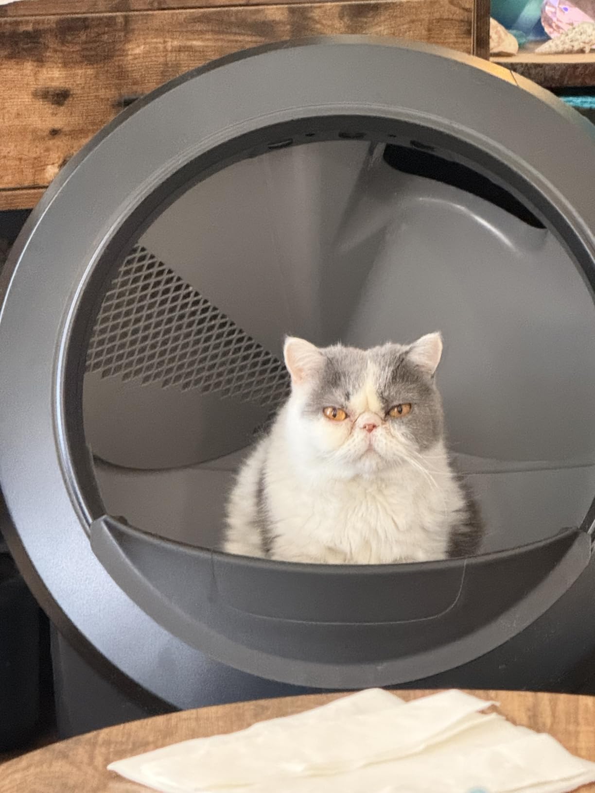 Litter-Robot 4 by Whisker, White - Automatic | Automatic, Self-Cleaning Cat Litter Box, Helps Reduce Litter Box Odors, Works with Any Clumping Litter customer photo 1