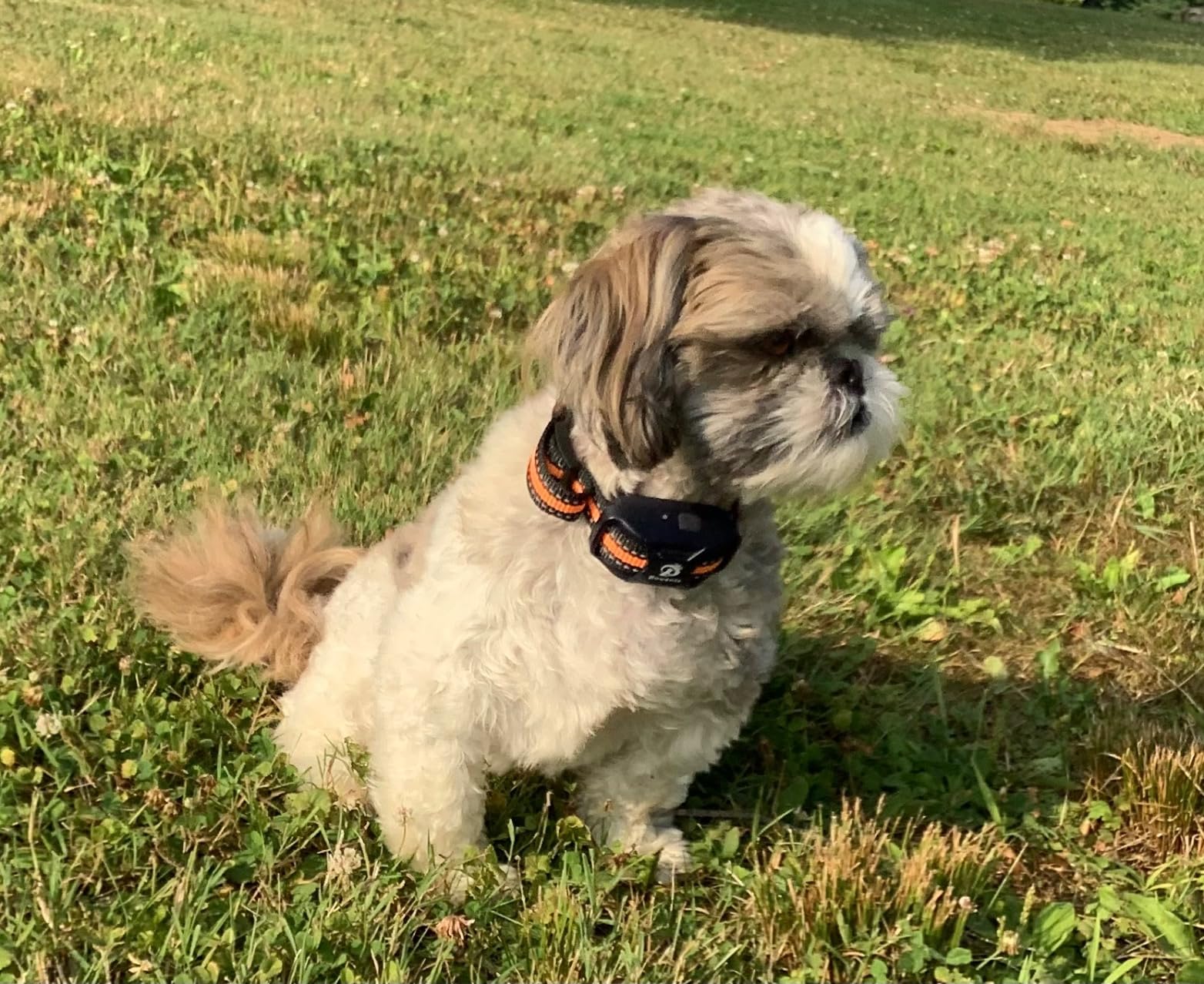 Bousnic Dog Shock Collar - 3300Ft Dog Training Collar with Remote for 5-120lbs Small Medium Large Dogs Rechargeable Waterproof e Collar with Beep (1-8), Vibration(1-16), Safe Shock(1-99) (Orange) customer photo 2