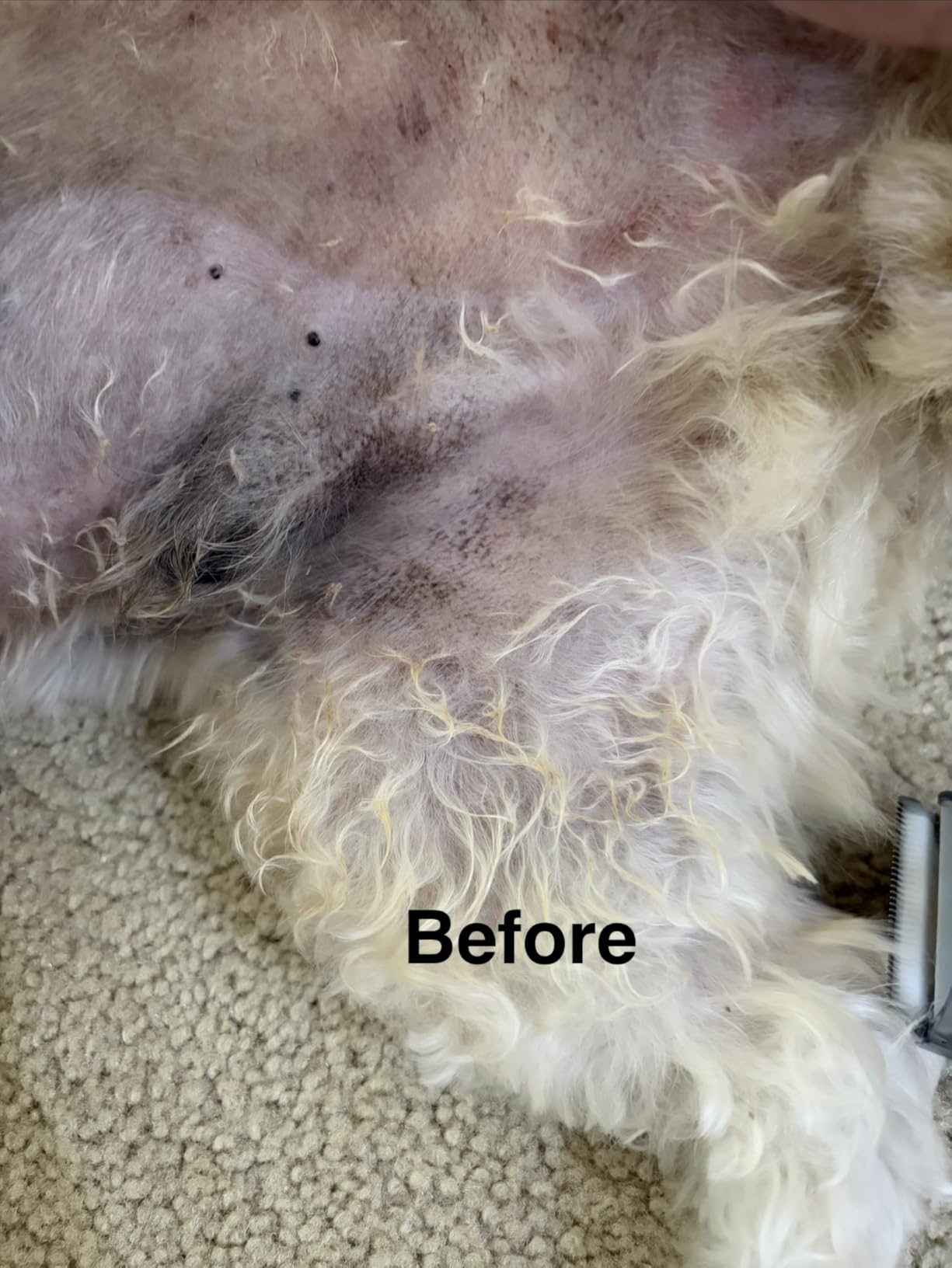 oneisall Dog Grooming Vacuum,7 in 1 Grooming kit Tools with Low Noise customer photo 1