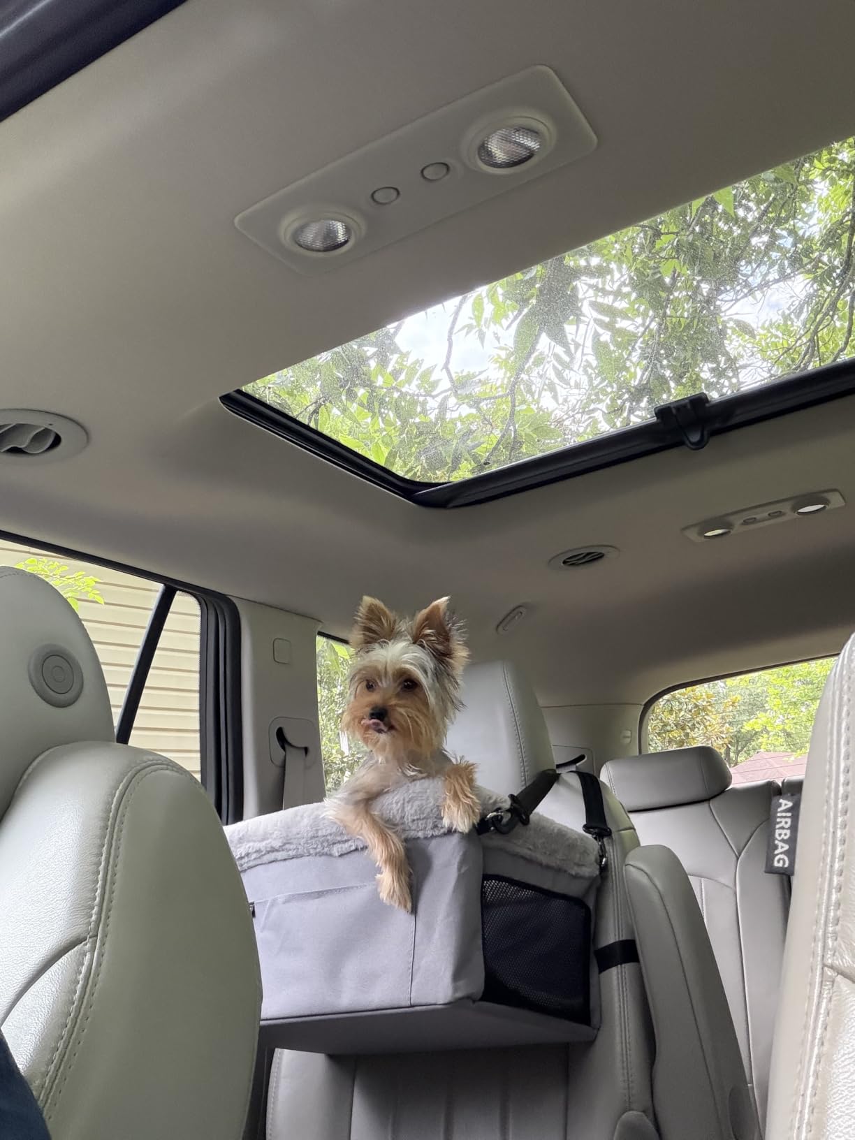 JOEJOY Deluxe Dog Booster Seat with Sturdy Metal Frame and Safety Leash for Small Pets up to 20 lbs - Portable Puppy Dog Car Seat with Thick Cushion and Storage Pockets for Small Dogs, Grey customer photo 2