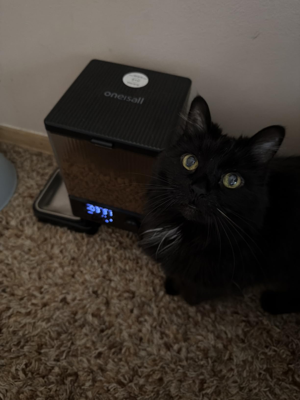 oneisall Automatic Cat Feeder for 2 Cats Pets, Timed Cat Food Dispenser customer photo 1