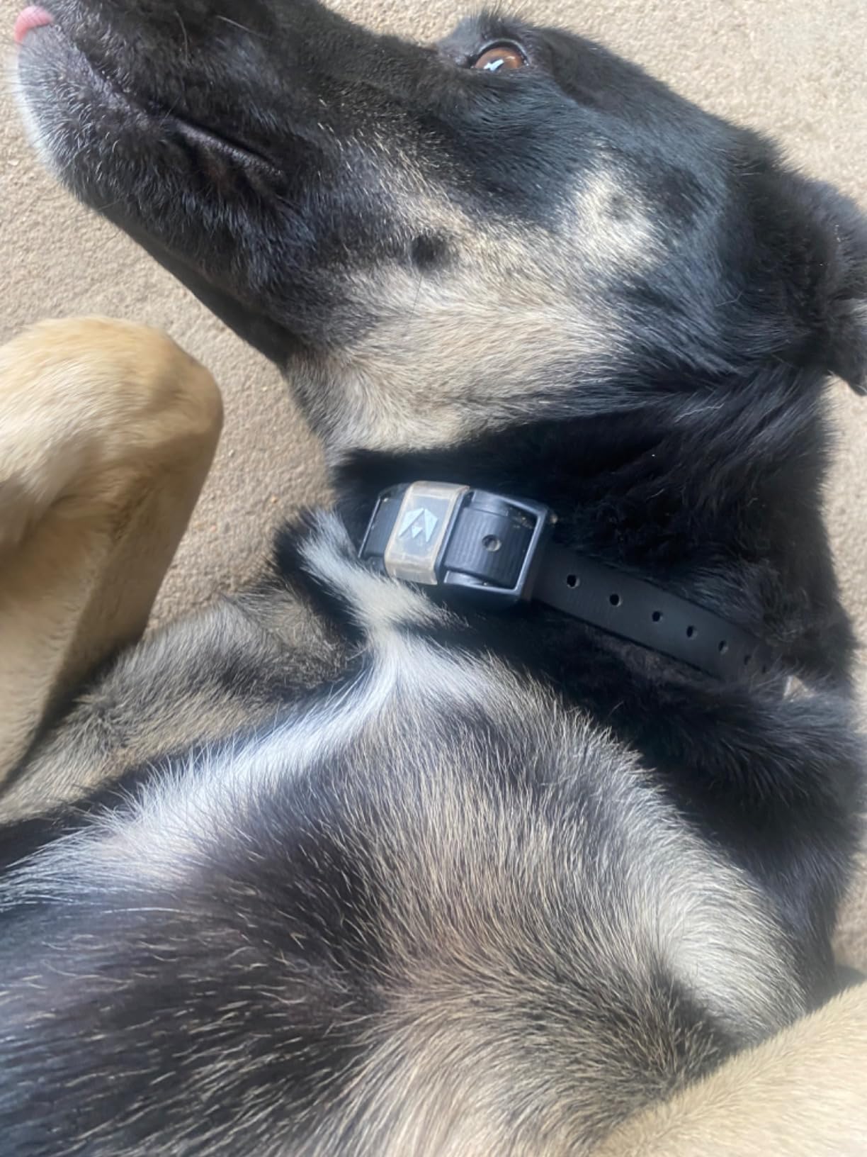INVIROX Ultra K9 Dog Training Collar with Remote, Shock Collar for Dogs customer photo 1