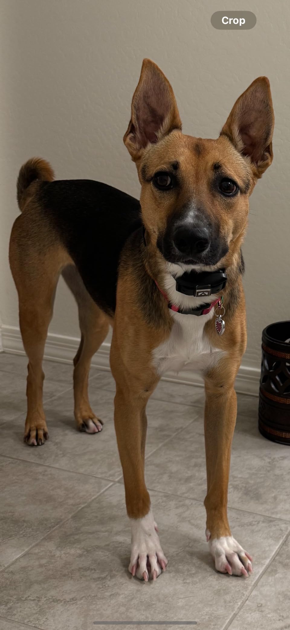 INVIROX Ultra K9 Dog Training Collar with Remote, Shock Collar for Dogs customer photo 2