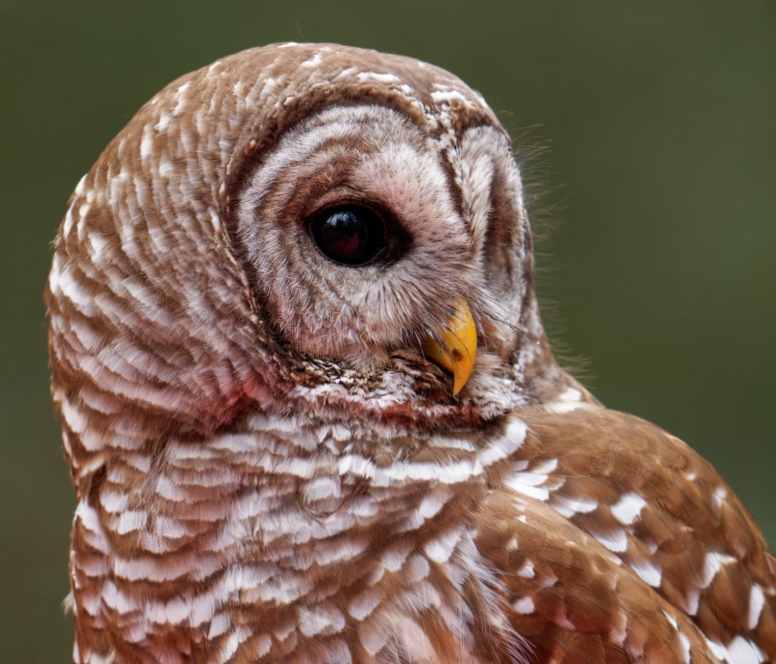 OM SYSTEM Olympus M.Zuiko Digital ED 150-600mm F5.0-6.3 IS - Micro Four Thirds Wildlife Lens customer photo 2