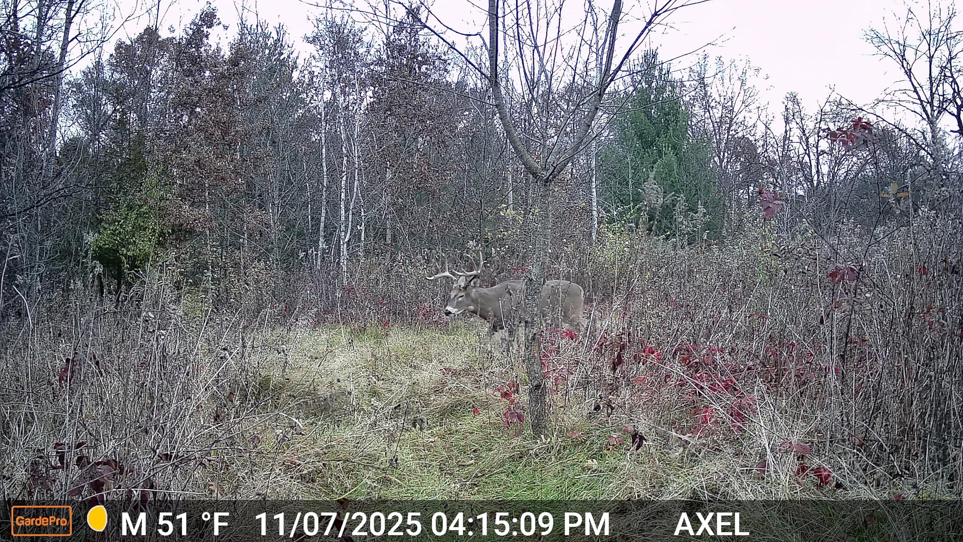 GardePro E5S 2-Pack Trail Camera - 64MP Photo & 1296P HD Video, 0.1s Trigger, 100ft No-Glow Night Vision customer photo 1