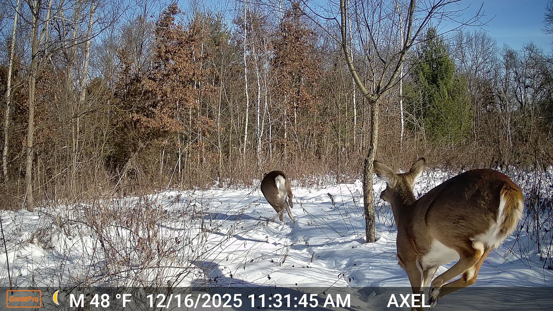 GardePro E5S 2-Pack Trail Camera - 64MP Photo & 1296P HD Video, 0.1s Trigger, 100ft No-Glow Night Vision customer photo 2