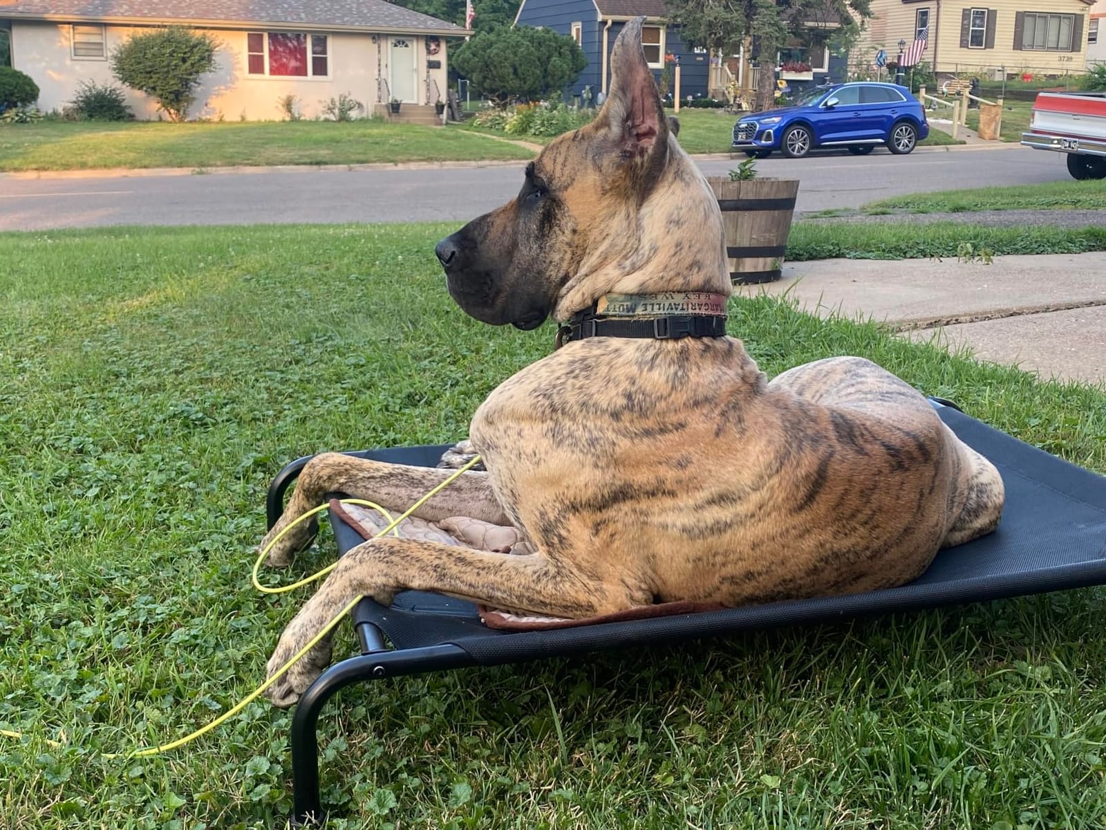 Ekisemio Elevated Dog Bed for Large Dogs, Waterproof XL Pet Cot with Breathable Mesh, Outdoor & Indoor Cooling Dog Bed, Raised Frame for Joint Support, Black customer photo 2