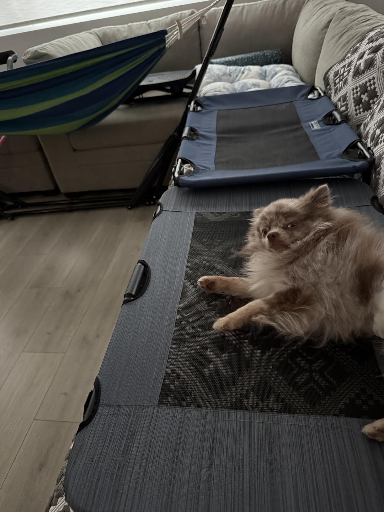 Pet Gear Lifestyle Pet Cot Elevated Bed, 30 Inch, Caribbean Ocean, No Assembly Required customer photo 1