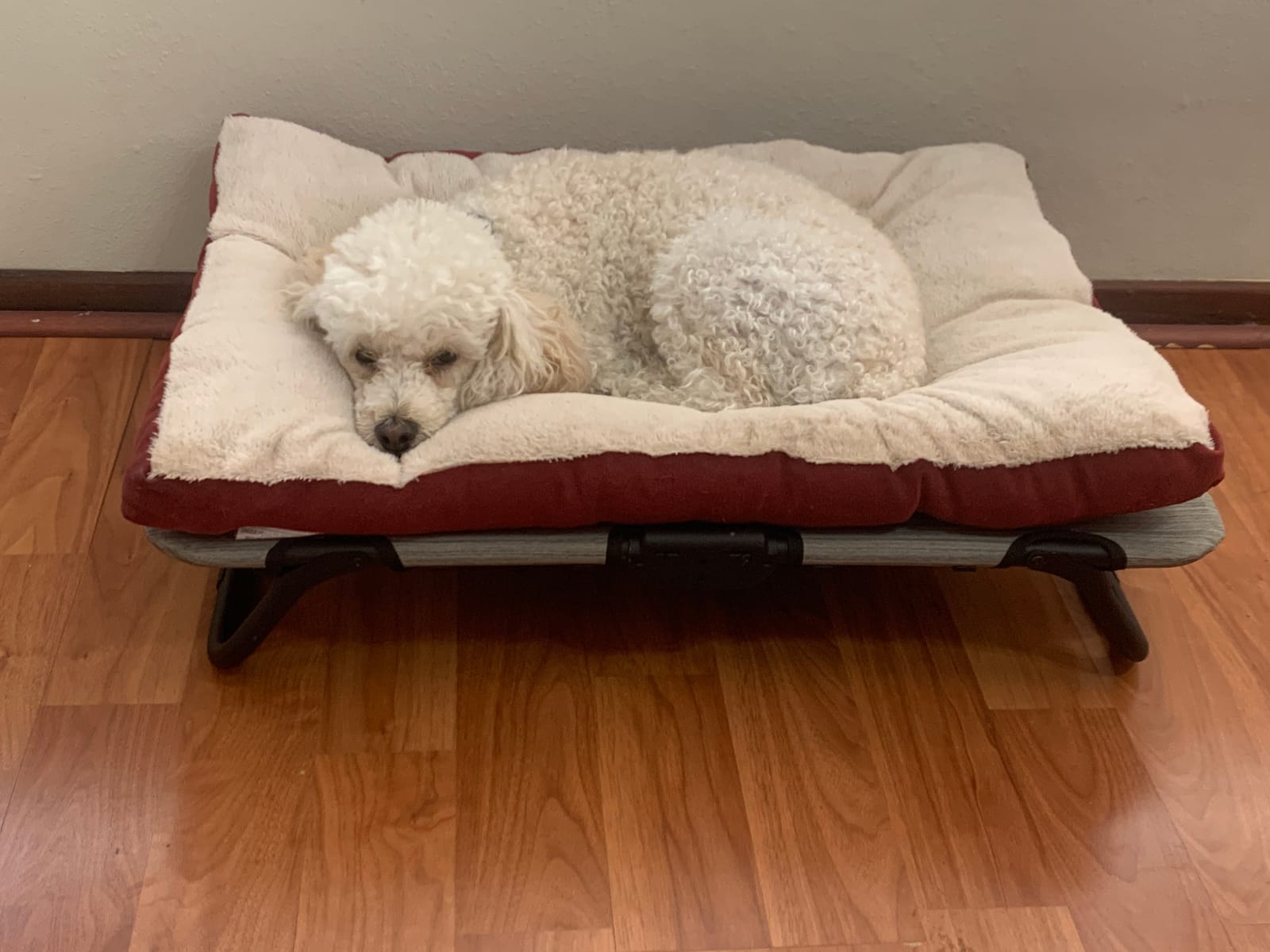 Pet Gear Lifestyle Pet Cot Elevated Bed, 30 Inch, Caribbean Ocean, No Assembly Required customer photo 2