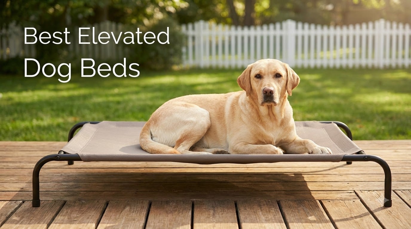 Best Elevated Dog Beds
