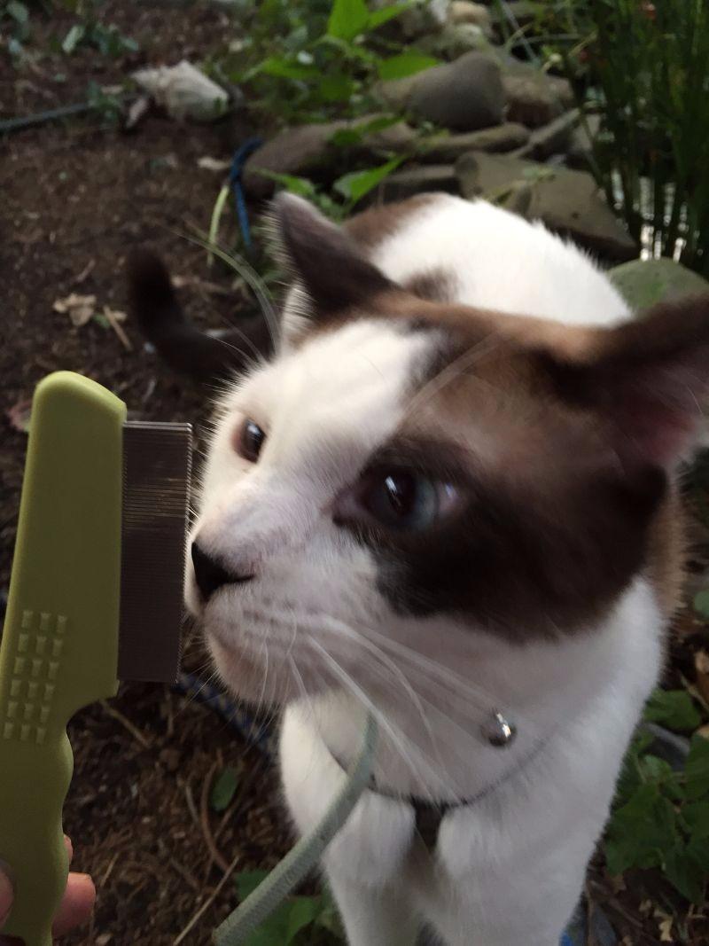 Coastal Pet Safari Double Row Comb - Helps Dry Skin - For Flea Prevention and Detection in Pets with Short and Long Hair customer photo 1