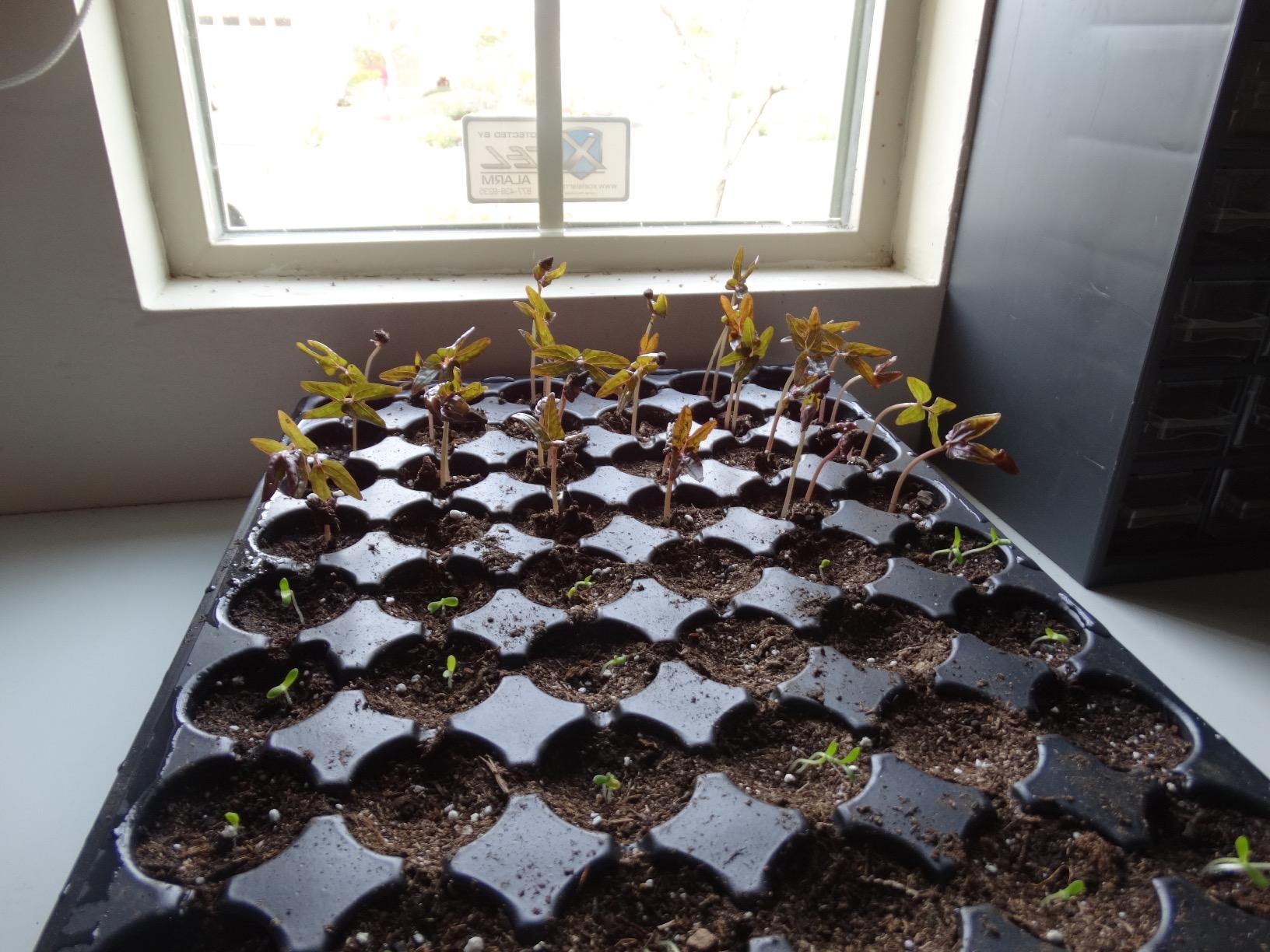 Jump Start CK64060 Germination Hot House, 17W Heat Mat & 7 in Dome customer photo 2