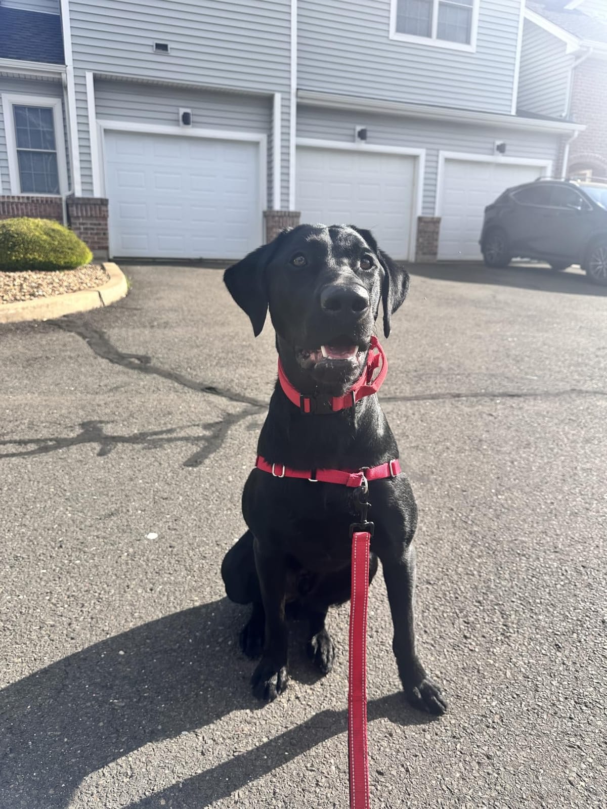 PetSafe Easy Walk Harness for Dogs - Pull-Free Walks - Patented Martingale Loop Design - Front Chest Leash Attachment - Adjustable Comfort Straps - Breathable Harness Design - Large, Black/Silver customer photo 1