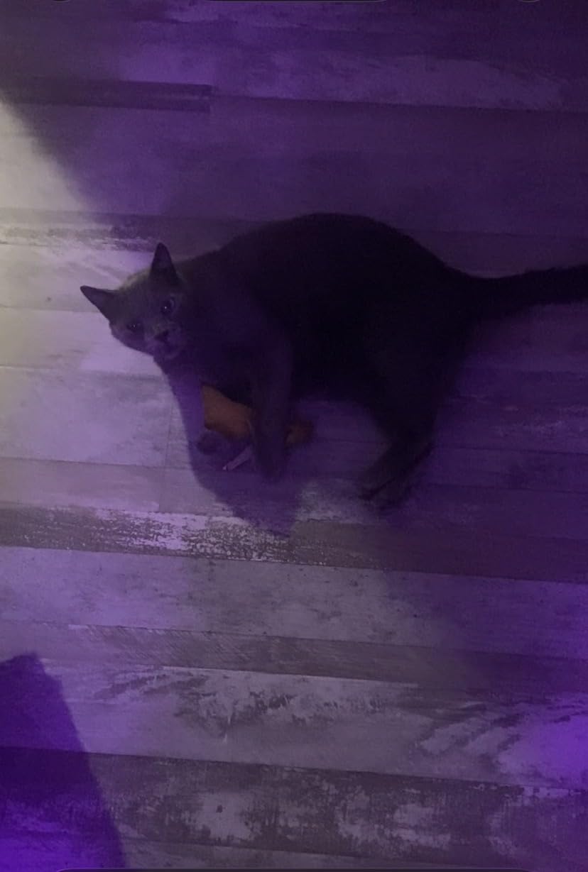 Yeowww! Catnip Chi-CAT-a Banana Toy for Cats - 7 Inches - Durable Cotton Twill - Made in the USA - Stuffed with Organically Grown Catnip customer photo 1