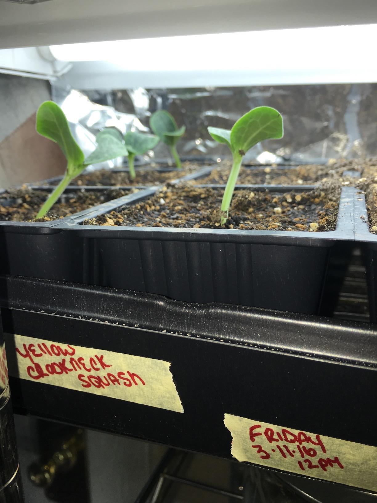 Hydrofarm Jump Start MT10009, 107 Watt UL Certified Seedling, 48