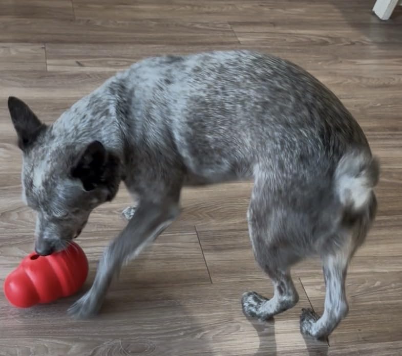 KONG Wobbler, Interactive Treat-Dispensing Dog Toy, for Medium/Large Dogs customer photo 2