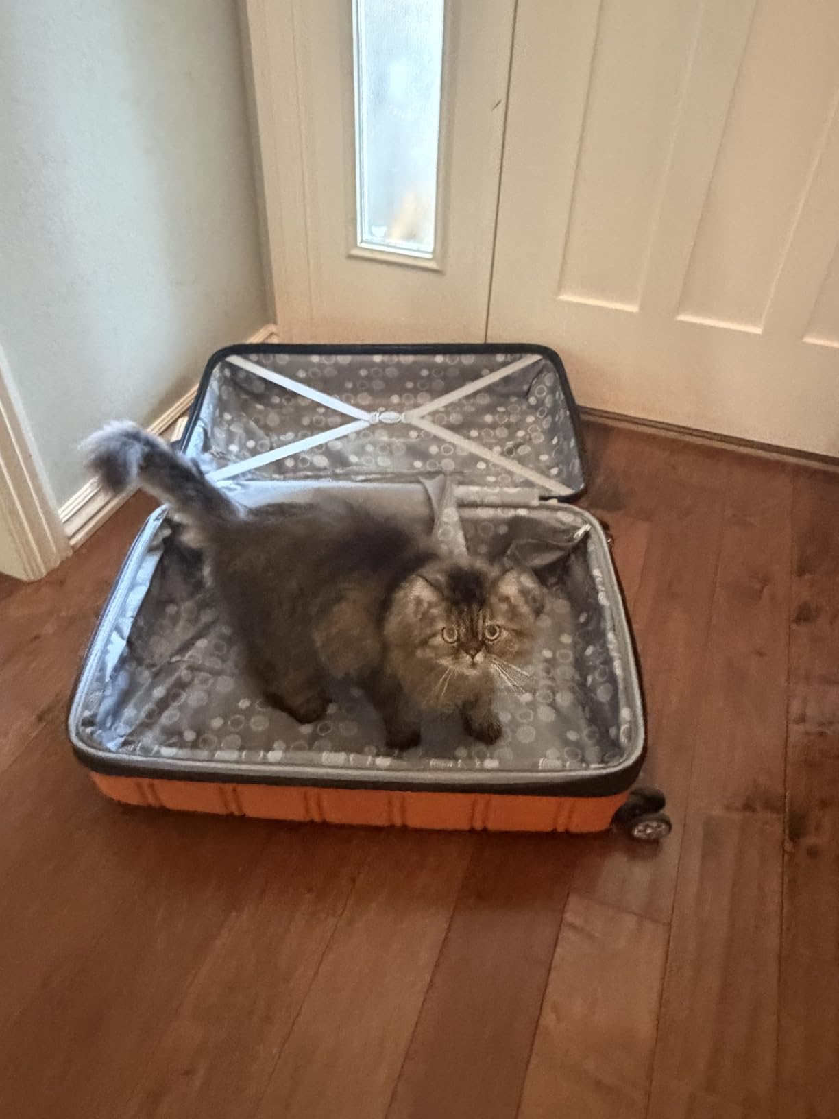 Rockland Melbourne Lightweight Expandable Hardside Spinner Wheel Luggage in Pink customer photo 2