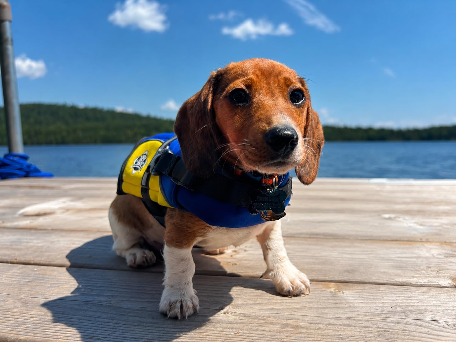 Reflective Dog Life Jacket with Handle (Red, Small) customer photo 1