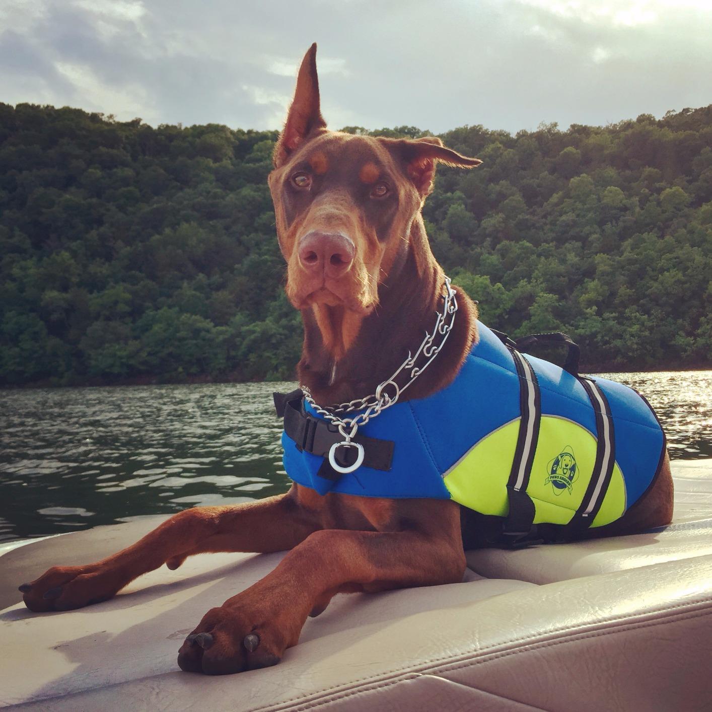 Reflective Dog Life Jacket with Handle (Red, Small) customer photo 2