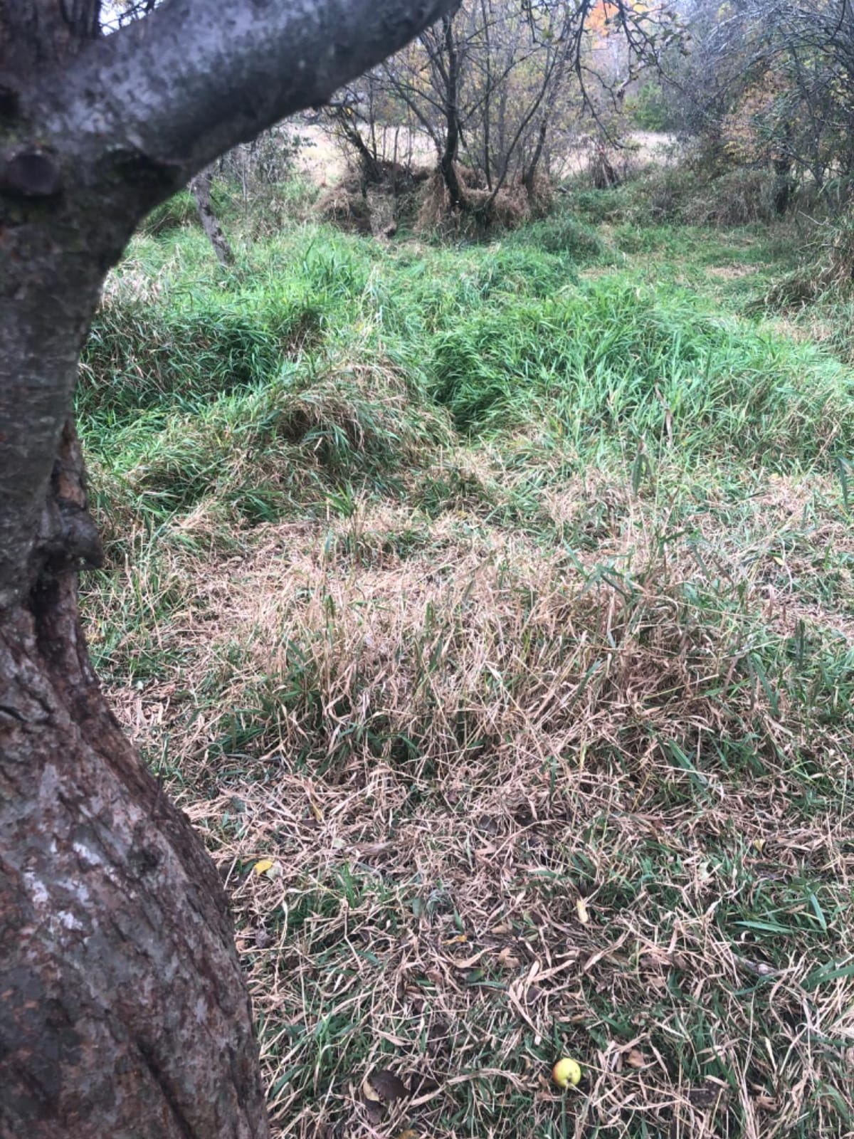 GhostBlind Ground Hunting Blind with Mirrored Panels, Ideal for Turkey and Deer Hunting customer photo 1