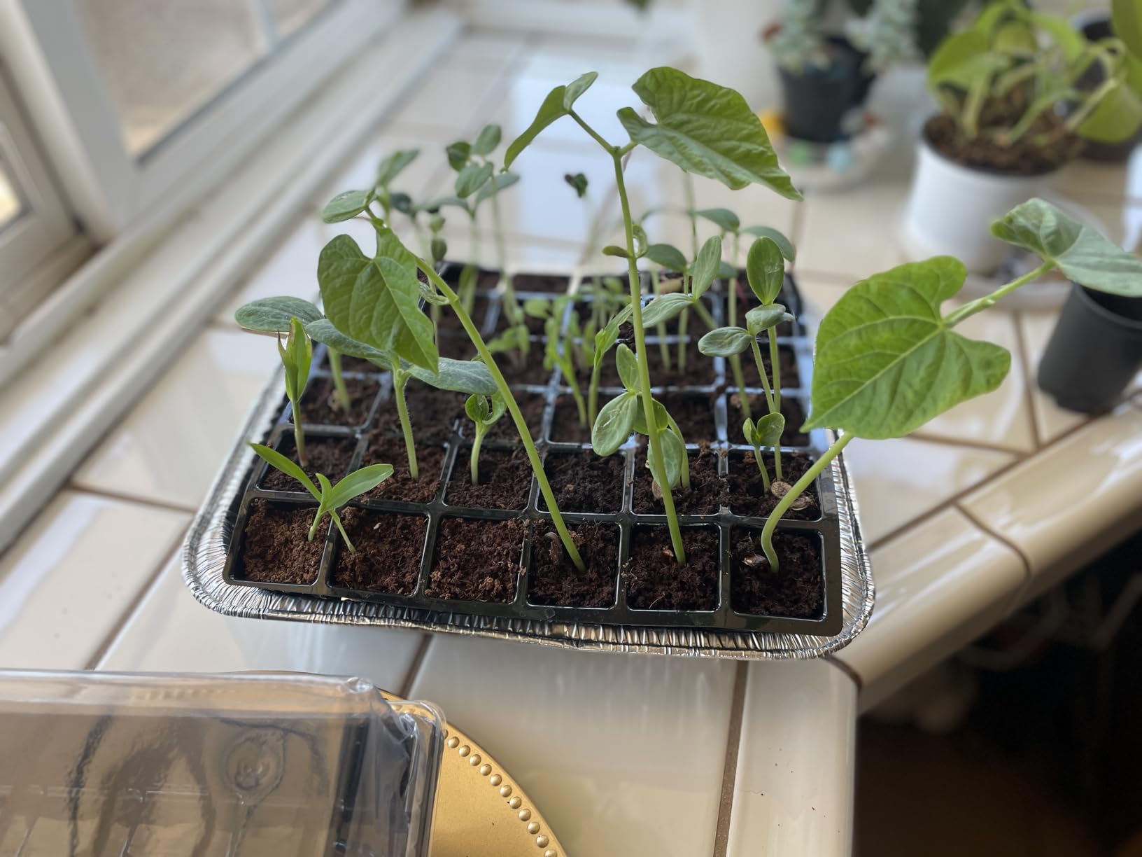 Burpee 72 Cell Seed Starting Kit with Greenhouse Dome and Coir Pellets customer photo 2