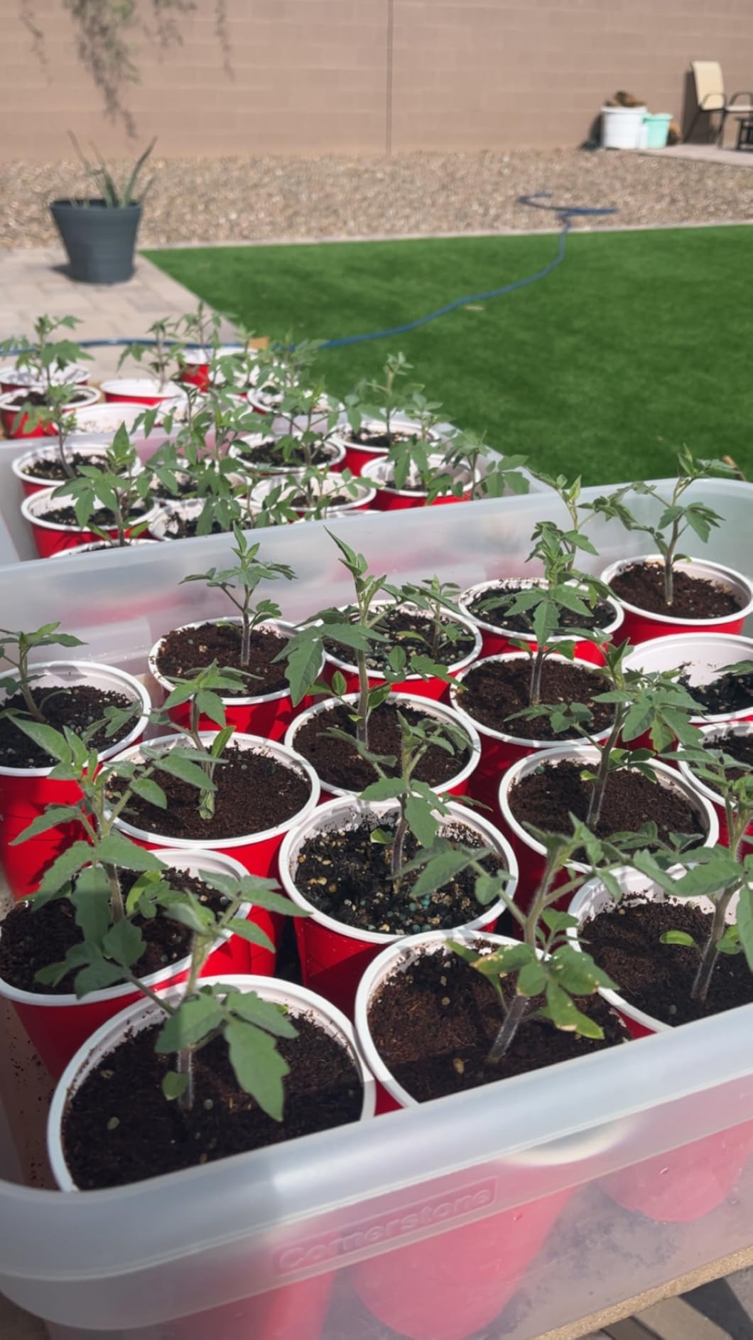 General Hydroponics MaxiGro Plant Food for Vigorous Growth, 2.2 lbs. customer photo 1