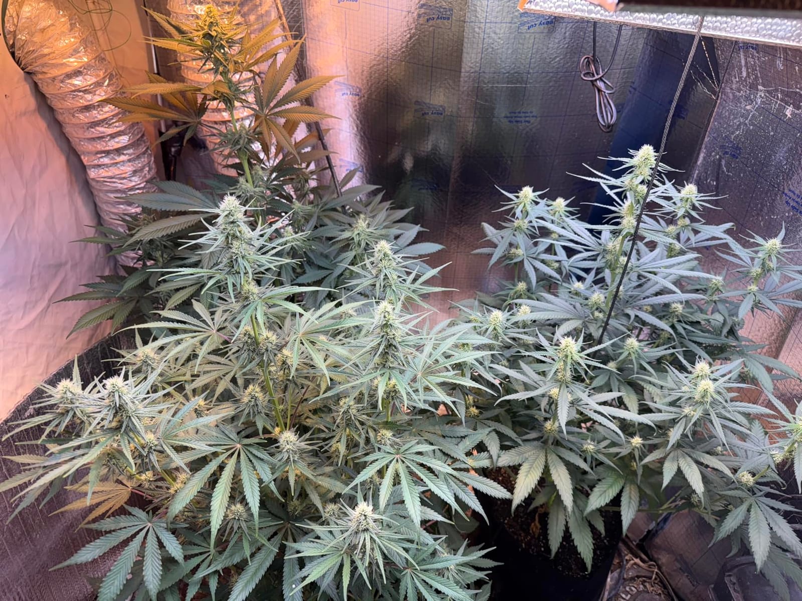 General Hydroponics MaxiGro Plant Food for Vigorous Growth, 2.2 lbs. customer photo 2