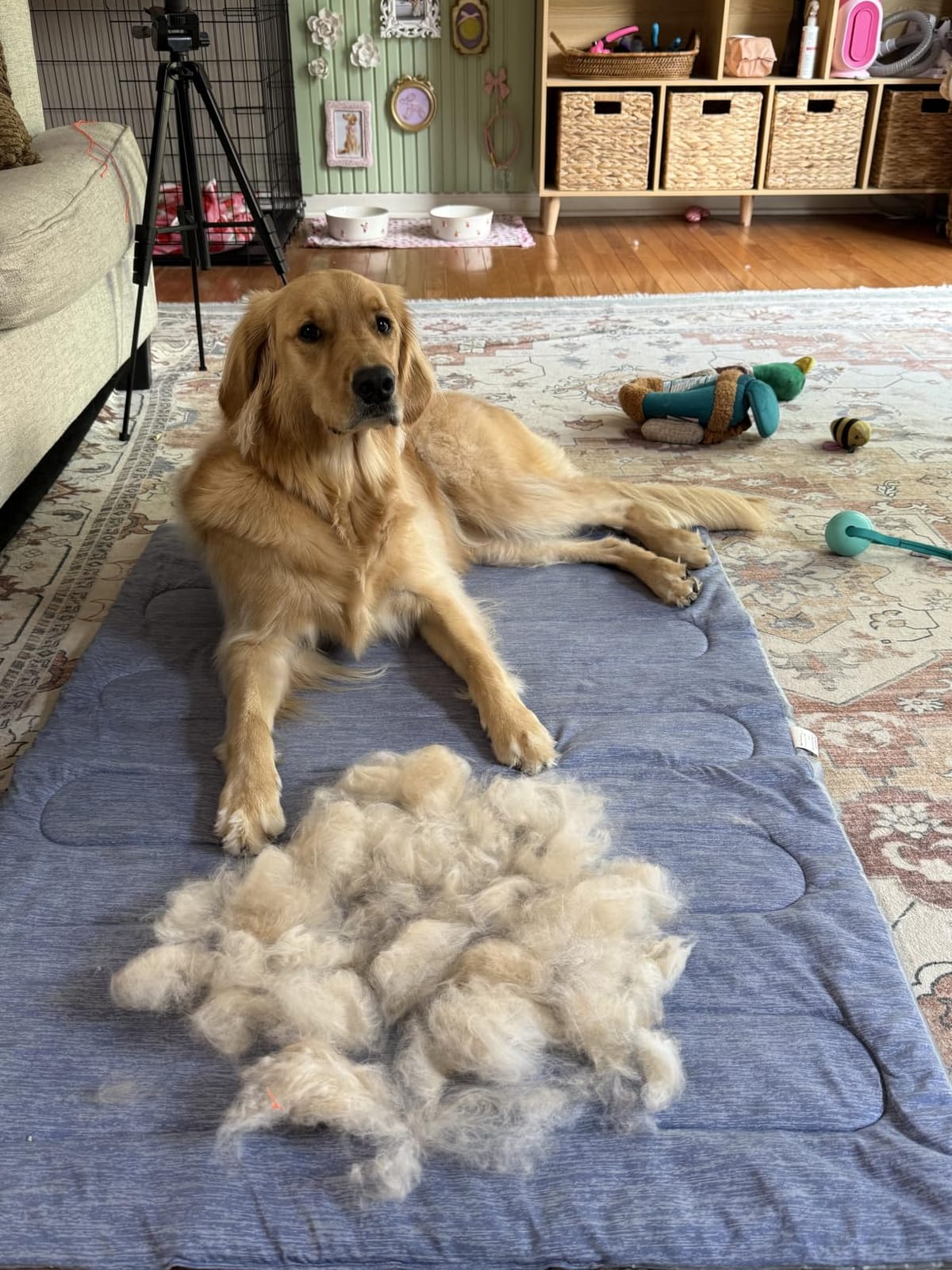 GoPets 2-in-1 Deshedding & Dematting Comb & Grooming Brush for Dogs & Cats customer photo 2