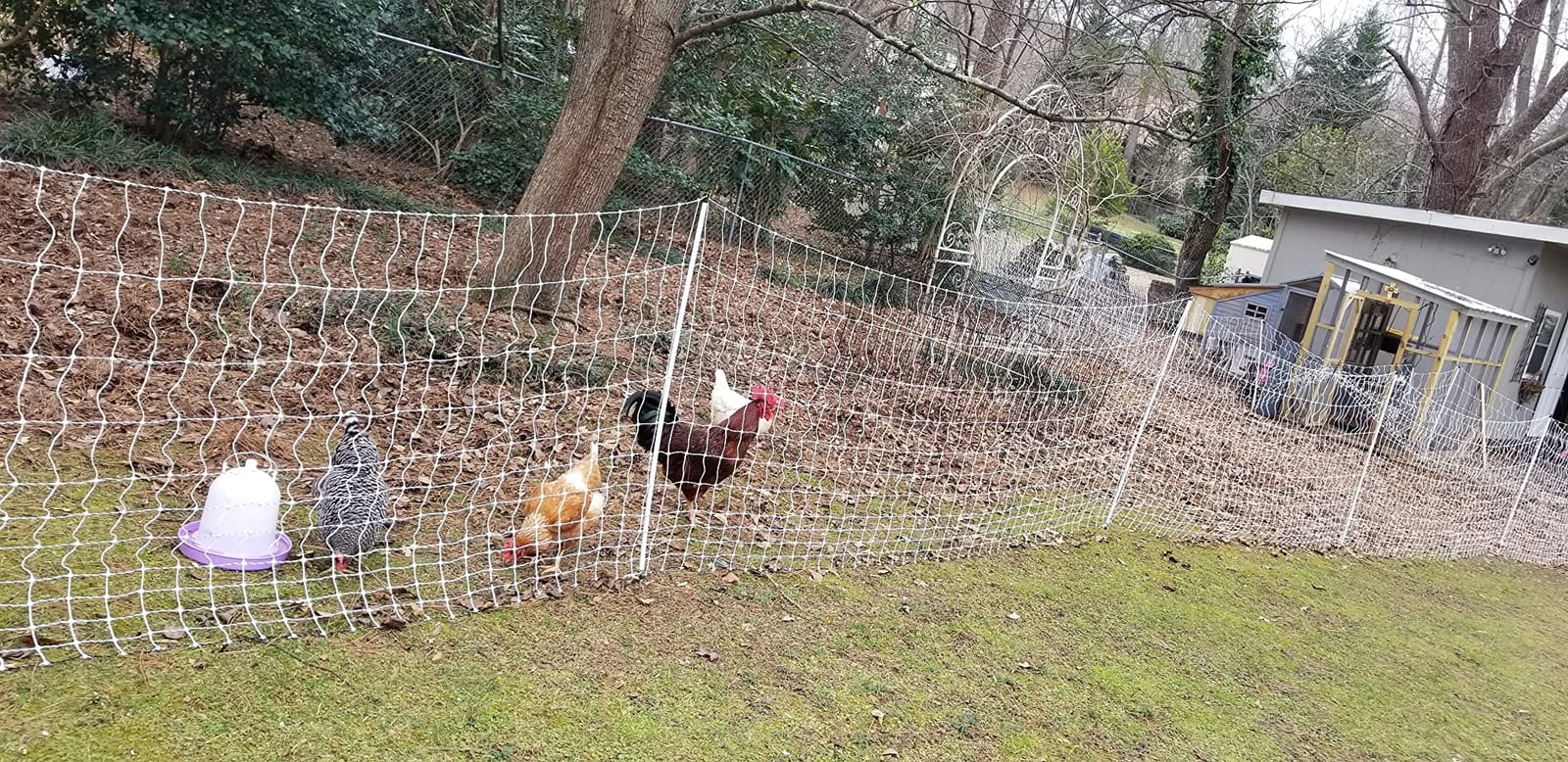 Premier 1 PoultryNet® Electric Fence for Chickens – 48