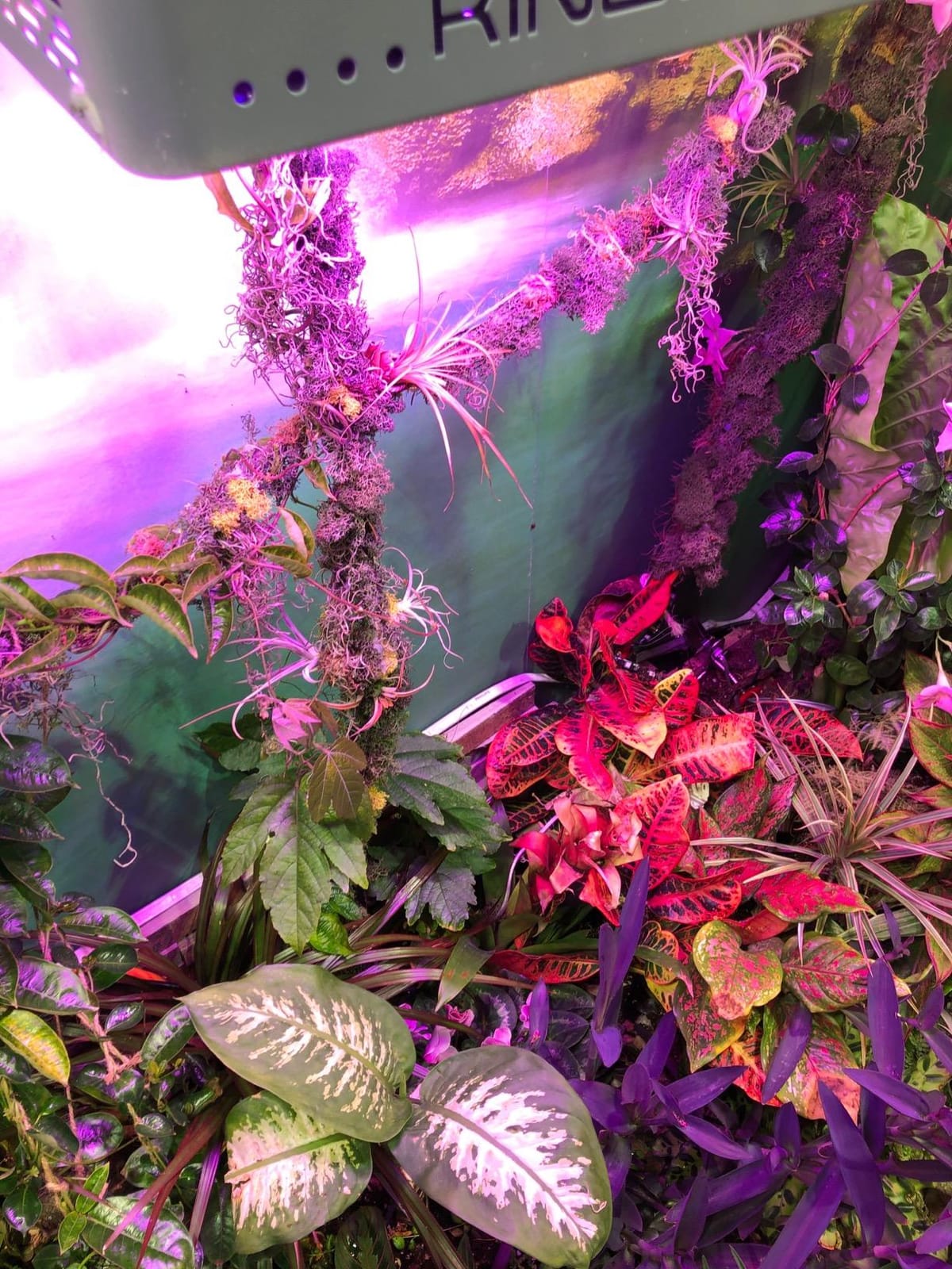KingLED KP1000 Grow Light for Indoor Plants, Fits 2x2, 2x3 & 2x4 ft Tents customer photo 2