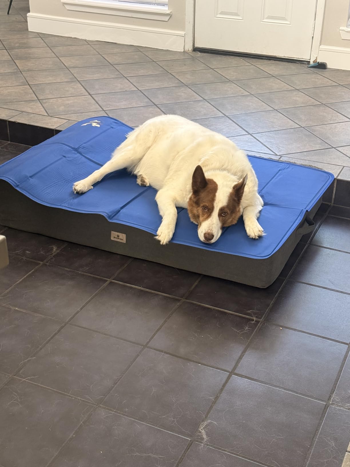 Arf Pets Dog Cooling Mat - Solid Gel Self-Cool Pad | Durable & Non-Toxic customer photo 1